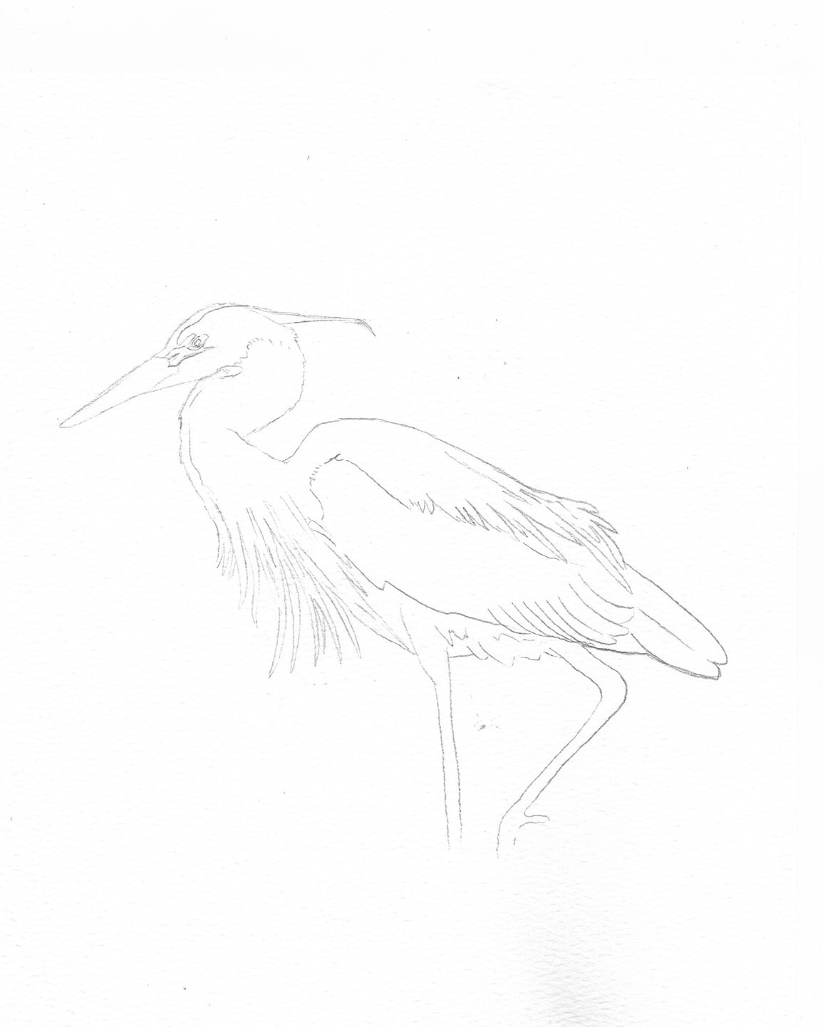 Watercolor Class - Step by Step - Paint Your Own Great Blue Heron - May 4th, 4-7p