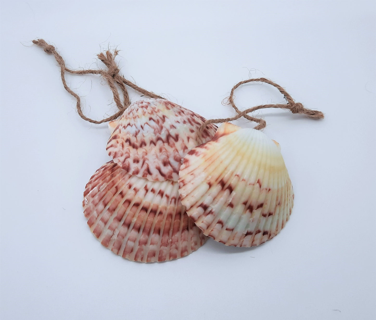 Eco-Friendly Epoxy Resin Ocean Scallop Seashell Christmas Ornament / Beach Seashell Ornament / Tropical Paradise Shell Holiday Ornament