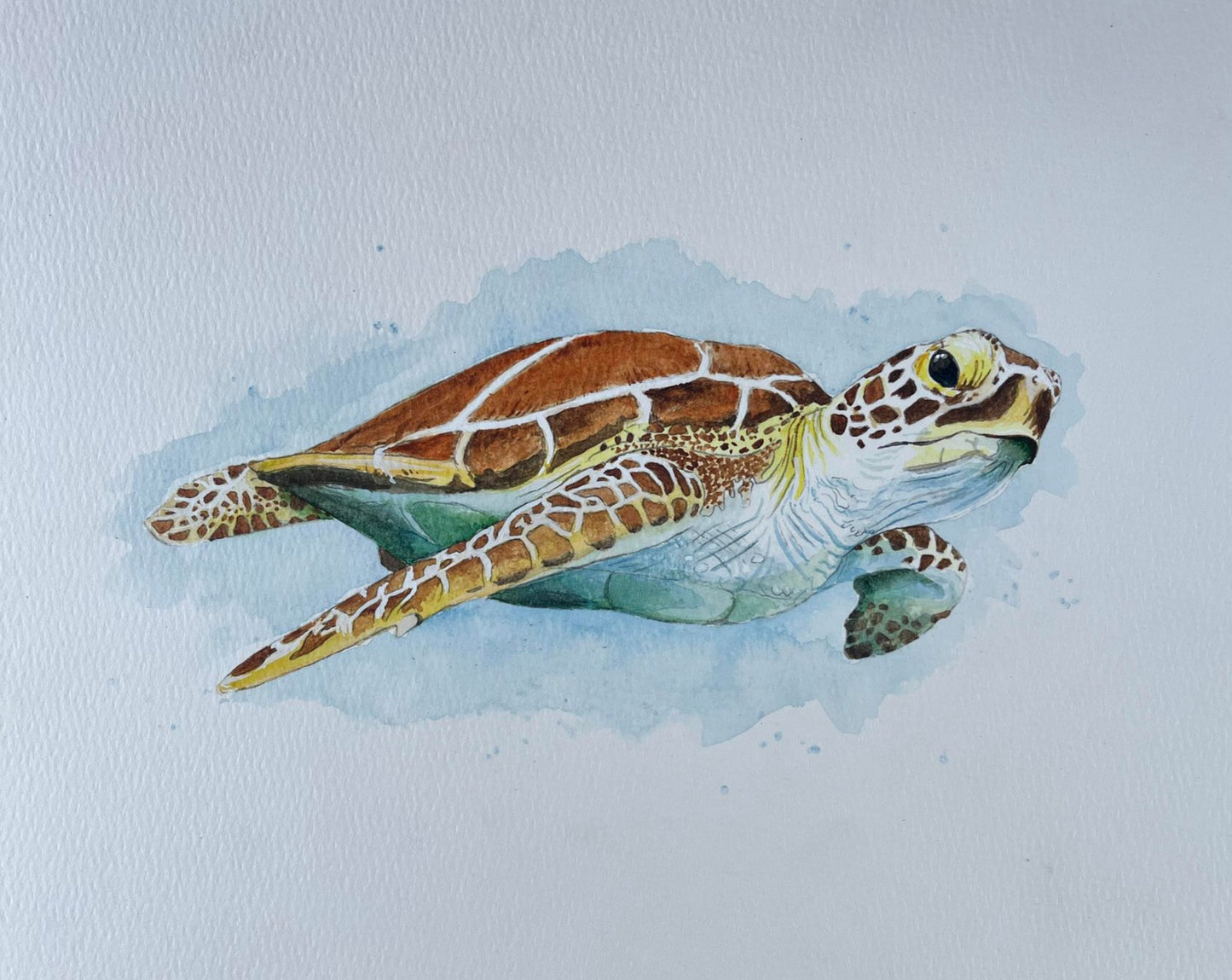 Watercolor Class - Step by Step - Paint Your Own Loggerhead Sea Turtle - Saturday, June 8th, 3-6p